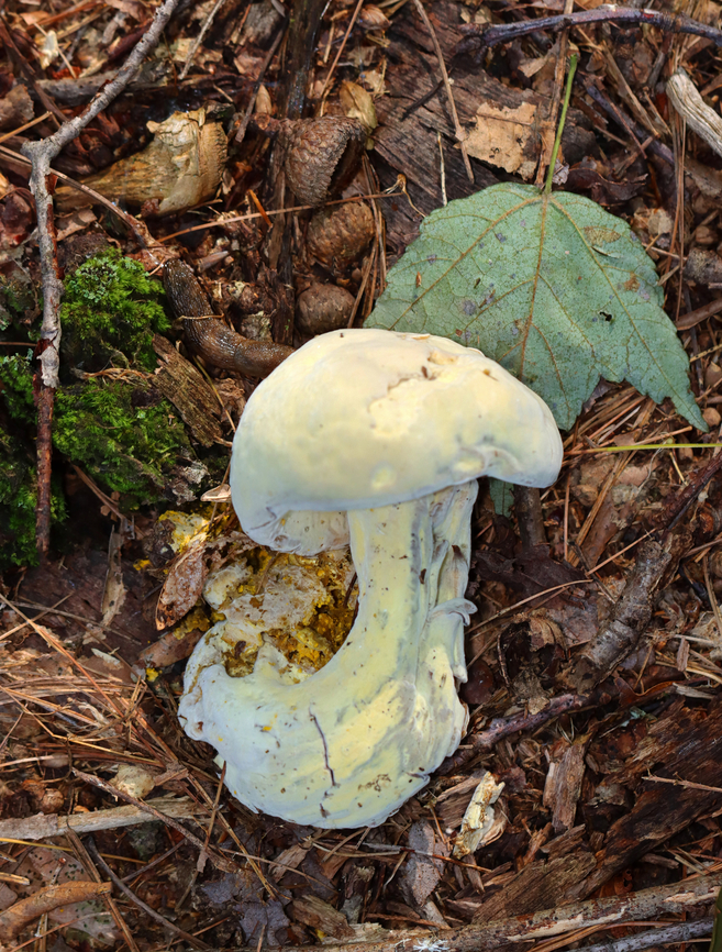 Bolete eater - Hypomyces chrysospermus This mushroom is infected with a parasitic fungus, Hypomyces chrysospermus, which has distorted its growth.<br />
<br />
Habitat: Mixed forest Bolete eater,Geotagged,Hypomyces chrysospermus,Summer,United States,bolete,fungus,hypomyces,mold,mushroom,parasitic fungus