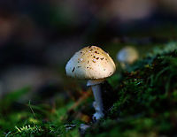 Mushroom - Amanita russuloides group Habitat: Growing in moss; mixed forest a few meters from the edge of a pond<br />
https://www.jungledragon.com/image/137524/mushroom_-_amanita_sp.html<br />
https://www.jungledragon.com/image/137527/mushroom_-_amanita_sp.html<br />
https://www.jungledragon.com/image/137526/mushroom_-_amanita_sp.html<br />
<br />
Geotagged,Summer,United States,amanita,fungus,mushroom