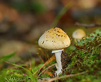 Mushroom - Amanita russuloides group Habitat: Growing in moss; mixed forest a few meters from the edge of a pond<br />
https://www.jungledragon.com/image/137524/mushroom_-_amanita_sp.html<br />
https://www.jungledragon.com/image/137527/mushroom_-_amanita_sp.html<br />
https://www.jungledragon.com/image/137526/mushroom_-_amanita_sp.html<br />
Geotagged,Summer,United States
