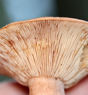 Mushroom - Lactarius sp. Clear latex.

Habitat: Growing on the ground; mixed forest
https://www.jungledragon.com/image/137528/mushroom_-_lactarius_sp.html
https://www.jungledragon.com/image/137530/mushroom_-_lactarius_sp.html
https://www.jungledragon.com/image/137529/mushroom_-_lactarius_sp.html Geotagged,Summer,United States,fungus,lactarius,mushroom