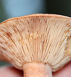 Mushroom - Lactarius sp. Clear latex.<br />
<br />
Habitat: Growing on the ground; mixed forest<br />
https://www.jungledragon.com/image/137528/mushroom_-_lactarius_sp.html<br />
https://www.jungledragon.com/image/137530/mushroom_-_lactarius_sp.html<br />
https://www.jungledragon.com/image/137529/mushroom_-_lactarius_sp.html Geotagged,Summer,United States,fungus,lactarius,mushroom
