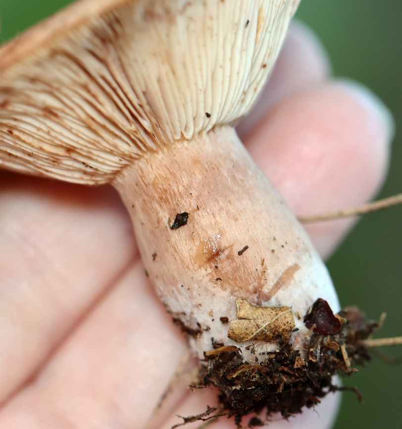 Mushroom - Lactarius sp. Clear latex.<br />
<br />
Habitat: Growing on the ground; mixed forest<br />
<figure class="photo"><a href="https://www.jungledragon.com/image/137528/mushroom_-_lactarius_sp.html" title="Mushroom - Lactarius sp."><img src="https://s3.amazonaws.com/media.jungledragon.com/images/3232/137528_thumb.jpg?AWSAccessKeyId=05GMT0V3GWVNE7GGM1R2&Expires=1767225610&Signature=zkPH5bb0eb11suUpJWBtJborQOE%3D" width="140" height="152" alt="Mushroom - Lactarius sp. Clear latex.<br />
<br />
Habitat: Growing on the ground; mixed forest<br />
https://www.jungledragon.com/image/137528/mushroom_-_lactarius_sp.html<br />
https://www.jungledragon.com/image/137530/mushroom_-_lactarius_sp.html<br />
https://www.jungledragon.com/image/137529/mushroom_-_lactarius_sp.html Geotagged,Summer,United States,fungus,lactarius,mushroom" /></a></figure><br />
<figure class="photo"><a href="https://www.jungledragon.com/image/137530/mushroom_-_lactarius_sp.html" title="Mushroom - Lactarius sp."><img src="https://s3.amazonaws.com/media.jungledragon.com/images/3232/137530_thumb.jpg?AWSAccessKeyId=05GMT0V3GWVNE7GGM1R2&Expires=1767225610&Signature=JYE8eCSB4vAjJsYdvuUvcl4chDM%3D" width="200" height="162" alt="Mushroom - Lactarius sp. Clear latex.<br />
<br />
Habitat: Growing on the ground; mixed forest<br />
https://www.jungledragon.com/image/137528/mushroom_-_lactarius_sp.html<br />
https://www.jungledragon.com/image/137530/mushroom_-_lactarius_sp.html<br />
https://www.jungledragon.com/image/137529/mushroom_-_lactarius_sp.html Geotagged,Summer,United States" /></a></figure><br />
<figure class="photo"><a href="https://www.jungledragon.com/image/137529/mushroom_-_lactarius_sp.html" title="Mushroom - Lactarius sp."><img src="https://s3.amazonaws.com/media.jungledragon.com/images/3232/137529_thumb.jpg?AWSAccessKeyId=05GMT0V3GWVNE7GGM1R2&Expires=1767225610&Signature=Q2f8EUdVAbytlCuDdDP6n56Dgkw%3D" width="144" height="152" alt="Mushroom - Lactarius sp. Clear latex.<br />
<br />
Habitat: Growing on the ground; mixed forest<br />
https://www.jungledragon.com/image/137528/mushroom_-_lactarius_sp.html<br />
https://www.jungledragon.com/image/137530/mushroom_-_lactarius_sp.html<br />
https://www.jungledragon.com/image/137529/mushroom_-_lactarius_sp.html Geotagged,Summer,United States" /></a></figure> Geotagged,Summer,United States