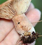 Mushroom - Lactarius sp. Clear latex.<br />
<br />
Habitat: Growing on the ground; mixed forest<br />
https://www.jungledragon.com/image/137528/mushroom_-_lactarius_sp.html<br />
https://www.jungledragon.com/image/137530/mushroom_-_lactarius_sp.html<br />
https://www.jungledragon.com/image/137529/mushroom_-_lactarius_sp.html Geotagged,Summer,United States