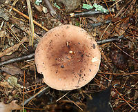 Mushroom - Lactarius sp. Clear latex.<br />
<br />
Habitat: Growing on the ground; mixed forest<br />
https://www.jungledragon.com/image/137528/mushroom_-_lactarius_sp.html<br />
https://www.jungledragon.com/image/137530/mushroom_-_lactarius_sp.html<br />
https://www.jungledragon.com/image/137529/mushroom_-_lactarius_sp.html Geotagged,Summer,United States