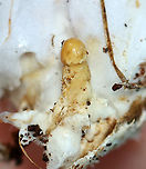 Tiny Mushroom growing on Cortinarius iodes I have no idea what it is or if it could be parasitic.<br />
<br />
Habitat: Growing on the ground; mixed forest.<br />
https://www.jungledragon.com/image/137549/tiny_mushroom_growing_on_cortinarius_iodes.html<br />
https://www.jungledragon.com/image/137551/spotted_cort_-_cortinarius_iodes.html<br />
https://www.jungledragon.com/image/137550/spotted_cort_-_cortinarius_iodes.html Geotagged,Summer,United States,fungus,mushroom