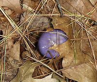 Spotted Cort - Cortinarius iodes It had a tiny mushroom growing at its base.<br />
<br />
Habitat: Growing on the ground; mixed forest.<br />
https://www.jungledragon.com/image/137549/tiny_mushroom_growing_on_cortinarius_iodes.html<br />
https://www.jungledragon.com/image/137551/spotted_cort_-_cortinarius_iodes.html<br />
https://www.jungledragon.com/image/137550/spotted_cort_-_cortinarius_iodes.html Cortinarius iodes,Geotagged,Spotted cort,Summer,United States