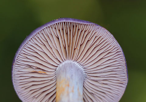 Spotted Cort - Cortinarius iodes It had a tiny mushroom growing at its base.

Habitat: Growing on the ground; mixed forest.
https://www.jungledragon.com/image/137549/tiny_mushroom_growing_on_cortinarius_iodes.html
https://www.jungledragon.com/image/137551/spotted_cort_-_cortinarius_iodes.html
https://www.jungledragon.com/image/137550/spotted_cort_-_cortinarius_iodes.html Cortinarius iodes,Geotagged,Spotted cort,Summer,United States,cortinarius,fungus,mushroom