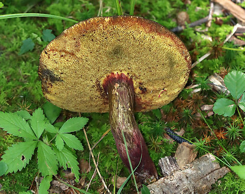 Two-colored Bolete - Baorangia bicolor Habitat: Growing on the ground, in moss, a few meters from a pond; mostly deciduous forest.
https://www.jungledragon.com/image/137561/two-colored_bolete_-_baorangia_bicolor.html Baorangia bicolor,Geotagged,Summer,Two-colored Bolete,United States