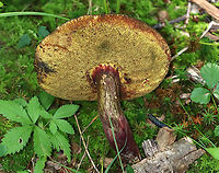 Two-colored Bolete - Baorangia bicolor Habitat: Growing on the ground, in moss, a few meters from a pond; mostly deciduous forest.<br />
https://www.jungledragon.com/image/137561/two-colored_bolete_-_baorangia_bicolor.html Baorangia bicolor,Geotagged,Summer,Two-colored Bolete,United States