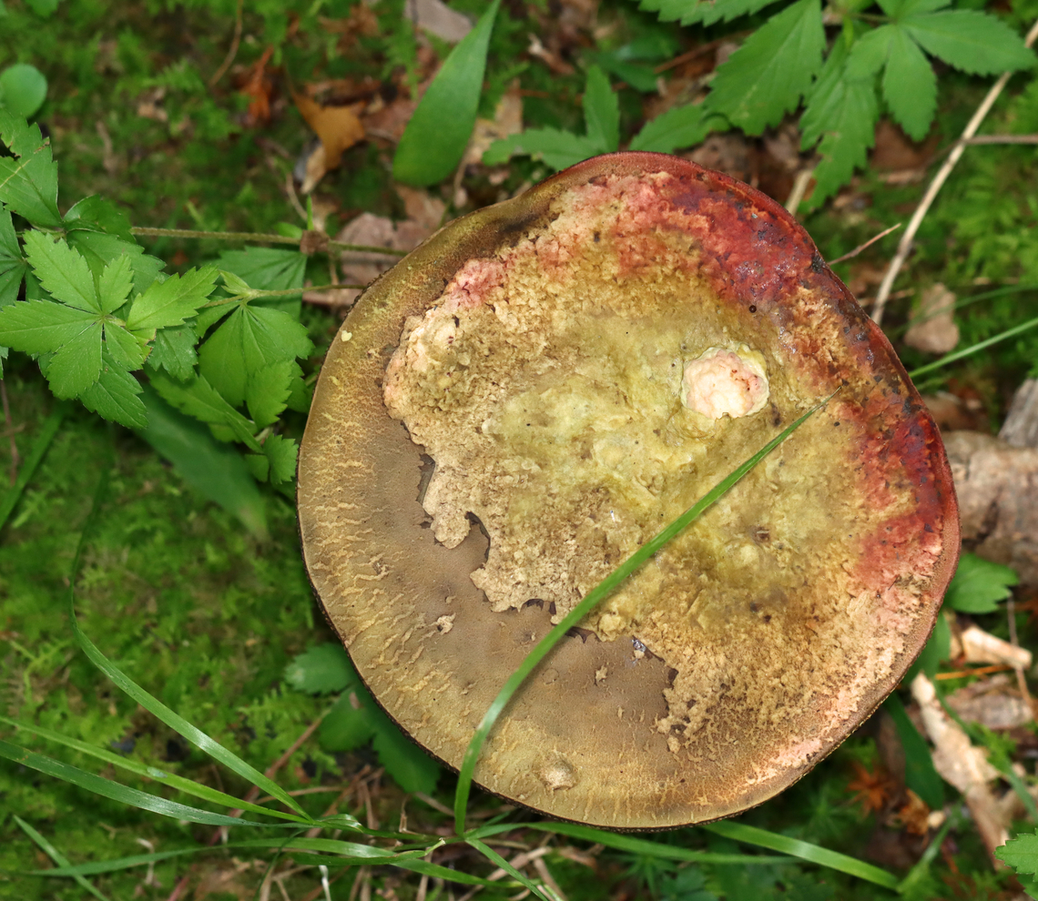 Two-colored Bolete - Baorangia bicolor Habitat: Growing on the ground, in moss, a few meters from a pond; mostly deciduous forest.<br />
<figure class="photo"><a href="https://www.jungledragon.com/image/137560/two-colored_bolete_-_baorangia_bicolor.html" title="Two-colored Bolete - Baorangia bicolor"><img src="https://s3.amazonaws.com/media.jungledragon.com/images/3232/137560_thumb.jpg?AWSAccessKeyId=05GMT0V3GWVNE7GGM1R2&Expires=1767225610&Signature=WdEcvLjdEUaV1mFSAkceZoNsm%2Fs%3D" width="200" height="160" alt="Two-colored Bolete - Baorangia bicolor Habitat: Growing on the ground, in moss, a few meters from a pond; mostly deciduous forest.<br />
https://www.jungledragon.com/image/137561/two-colored_bolete_-_baorangia_bicolor.html Baorangia bicolor,Geotagged,Summer,Two-colored Bolete,United States" /></a></figure> Baorangia,Baorangia bicolor,Geotagged,Summer,Two-colored Bolete,United States,bolete,fungus,mushroom