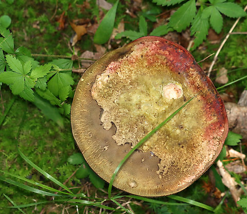 Two-colored Bolete - Baorangia bicolor Habitat: Growing on the ground, in moss, a few meters from a pond; mostly deciduous forest.
https://www.jungledragon.com/image/137560/two-colored_bolete_-_baorangia_bicolor.html Baorangia,Baorangia bicolor,Geotagged,Summer,Two-colored Bolete,United States,bolete,fungus,mushroom