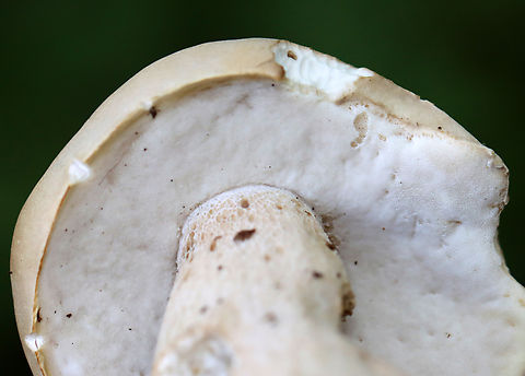Mushroom - Boletales, probably Boletus variipes At first, I thought it was Imleria pallida, but the pores were white and didn’t bruise when marked. Plus, the stem was reticulate. Could it be Leccinum? Tylopilus felleus? Boletus variipes? I have no idea.

Habitat: Growing on the ground near a pond; mostly deciduous forest with some pine.
https://www.jungledragon.com/image/137562/mushroom_-_boletales.html
https://www.jungledragon.com/image/137564/mushroom_-_boletales.html
https://www.jungledragon.com/image/137563/mushroom_-_boletales.html Boletus variipes,Geotagged,Summer,United States
