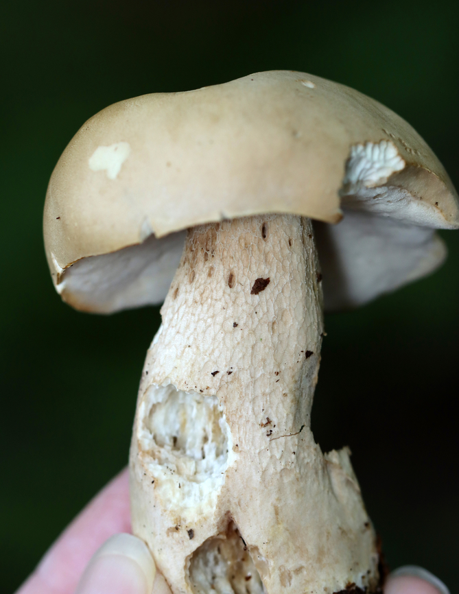 Mushroom - Boletales, probably Boletus variipes At first, I thought it was Imleria pallida, but the pores were white and didn&rsquo;t bruise when marked. Plus, the stem was reticulate. Could it be Leccinum? Tylopilus felleus? Boletus variipes? I have no idea.<br />
<br />
Habitat: Growing on the ground near a pond; mostly deciduous forest with some pine.<br />
<figure class="photo"><a href="https://www.jungledragon.com/image/137562/mushroom_-_boletales_probably_boletus_variipes.html" title="Mushroom - Boletales, probably Boletus variipes"><img src="https://s3.amazonaws.com/media.jungledragon.com/images/3232/137562_thumb.jpg?AWSAccessKeyId=05GMT0V3GWVNE7GGM1R2&Expires=1767225610&Signature=DCz6sOizEy2BScBdjmmNVCY%2B2Uc%3D" width="200" height="144" alt="Mushroom - Boletales, probably Boletus variipes At first, I thought it was Imleria pallida, but the pores were white and didn&rsquo;t bruise when marked. Plus, the stem was reticulate. Could it be Leccinum? Tylopilus felleus? Boletus variipes? I have no idea.<br />
<br />
Habitat: Growing on the ground near a pond; mostly deciduous forest with some pine.<br />
https://www.jungledragon.com/image/137562/mushroom_-_boletales.html<br />
https://www.jungledragon.com/image/137564/mushroom_-_boletales.html<br />
https://www.jungledragon.com/image/137563/mushroom_-_boletales.html Boletus variipes,Geotagged,Summer,United States" /></a></figure><br />
<figure class="photo"><a href="https://www.jungledragon.com/image/137564/mushroom_-_boletales_probably_boletus_variipes.html" title="Mushroom - Boletales,  probably Boletus variipes"><img src="https://s3.amazonaws.com/media.jungledragon.com/images/3232/137564_thumb.jpg?AWSAccessKeyId=05GMT0V3GWVNE7GGM1R2&Expires=1767225610&Signature=gW1b5OmT6EYB7pagAwZK0QtEoB8%3D" width="200" height="134" alt="Mushroom - Boletales,  probably Boletus variipes At first, I thought it was Imleria pallida, but the pores were white and didn&rsquo;t bruise when marked. Plus, the stem was reticulate. Could it be Leccinum? Tylopilus felleus? Boletus variipes? I have no idea.<br />
<br />
Habitat: Growing on the ground near a pond; mostly deciduous forest with some pine.<br />
https://www.jungledragon.com/image/137562/mushroom_-_boletales.html<br />
https://www.jungledragon.com/image/137564/mushroom_-_boletales.html<br />
https://www.jungledragon.com/image/137563/mushroom_-_boletales.html Boletus variipes,Geotagged,Summer,United States" /></a></figure><br />
<figure class="photo"><a href="https://www.jungledragon.com/image/137563/mushroom_-_boletales_probably_boletus_variipes.html" title="Mushroom - Boletales, probably Boletus variipes"><img src="https://s3.amazonaws.com/media.jungledragon.com/images/3232/137563_thumb.jpg?AWSAccessKeyId=05GMT0V3GWVNE7GGM1R2&Expires=1767225610&Signature=Ler%2FQtjxwsbz15Ez1OmQoquY2JU%3D" width="118" height="152" alt="Mushroom - Boletales, probably Boletus variipes At first, I thought it was Imleria pallida, but the pores were white and didn&rsquo;t bruise when marked. Plus, the stem was reticulate. Could it be Leccinum? Tylopilus felleus? Boletus variipes? I have no idea.<br />
<br />
Habitat: Growing on the ground near a pond; mostly deciduous forest with some pine.<br />
https://www.jungledragon.com/image/137562/mushroom_-_boletales.html<br />
https://www.jungledragon.com/image/137564/mushroom_-_boletales.html<br />
https://www.jungledragon.com/image/137563/mushroom_-_boletales.html Boletus variipes,Geotagged,Summer,United States,bolete,fungus,mushroom" /></a></figure> Boletus variipes,Geotagged,Summer,United States,bolete,fungus,mushroom