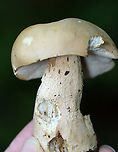 Mushroom - Boletales, probably Boletus variipes At first, I thought it was Imleria pallida, but the pores were white and didn’t bruise when marked. Plus, the stem was reticulate. Could it be Leccinum? Tylopilus felleus? Boletus variipes? I have no idea.<br />
<br />
Habitat: Growing on the ground near a pond; mostly deciduous forest with some pine.<br />
https://www.jungledragon.com/image/137562/mushroom_-_boletales.html<br />
https://www.jungledragon.com/image/137564/mushroom_-_boletales.html<br />
https://www.jungledragon.com/image/137563/mushroom_-_boletales.html Boletus variipes,Geotagged,Summer,United States,bolete,fungus,mushroom