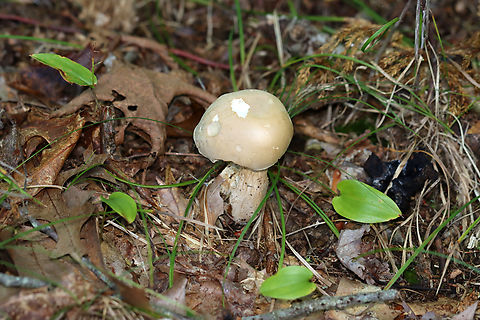 Mushroom - Boletales,  probably Boletus variipes At first, I thought it was Imleria pallida, but the pores were white and didn’t bruise when marked. Plus, the stem was reticulate. Could it be Leccinum? Tylopilus felleus? Boletus variipes? I have no idea.

Habitat: Growing on the ground near a pond; mostly deciduous forest with some pine.
https://www.jungledragon.com/image/137562/mushroom_-_boletales.html
https://www.jungledragon.com/image/137564/mushroom_-_boletales.html
https://www.jungledragon.com/image/137563/mushroom_-_boletales.html Boletus variipes,Geotagged,Summer,United States