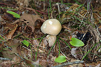 Mushroom - Boletales, probably Boletus variipes At first, I thought it was Imleria pallida, but the pores were white and didn’t bruise when marked. Plus, the stem was reticulate. Could it be Leccinum? Tylopilus felleus? Boletus variipes? I have no idea.<br />
<br />
Habitat: Growing on the ground near a pond; mostly deciduous forest with some pine.<br />
https://www.jungledragon.com/image/137562/mushroom_-_boletales.html<br />
https://www.jungledragon.com/image/137564/mushroom_-_boletales.html<br />
https://www.jungledragon.com/image/137563/mushroom_-_boletales.html Boletus variipes,Geotagged,Summer,United States