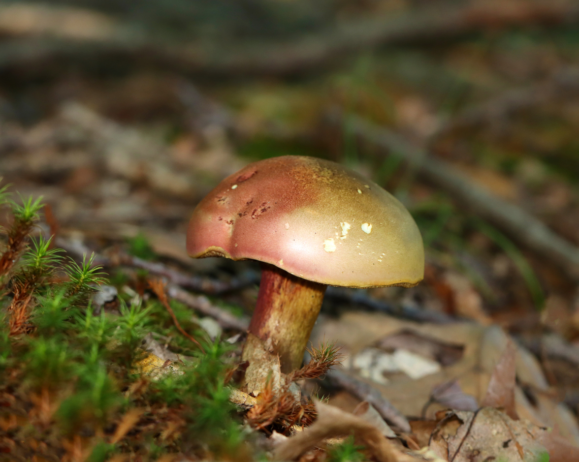 Two-colored Bolete - Baorangia bicolor Habitat: Near the edge of a pond; mixed forest Baorangia,Baorangia bicolor,Geotagged,Summer,Two-colored Bolete,United States,bolete,fungus,mushroom