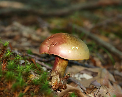 Two-colored Bolete - Baorangia bicolor Habitat: Near the edge of a pond; mixed forest Baorangia,Baorangia bicolor,Geotagged,Summer,Two-colored Bolete,United States,bolete,fungus,mushroom