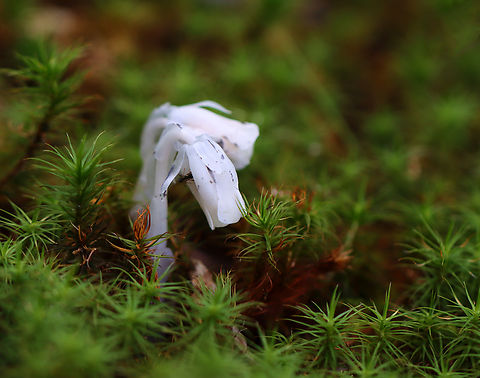 Ghost Pipe - Monotropa uniflora Habitat: Growing in moss; mixed forest Geotagged,Ghost Pipes,Monotropa uniflora,Summer,United States,indian pipe,monotropa