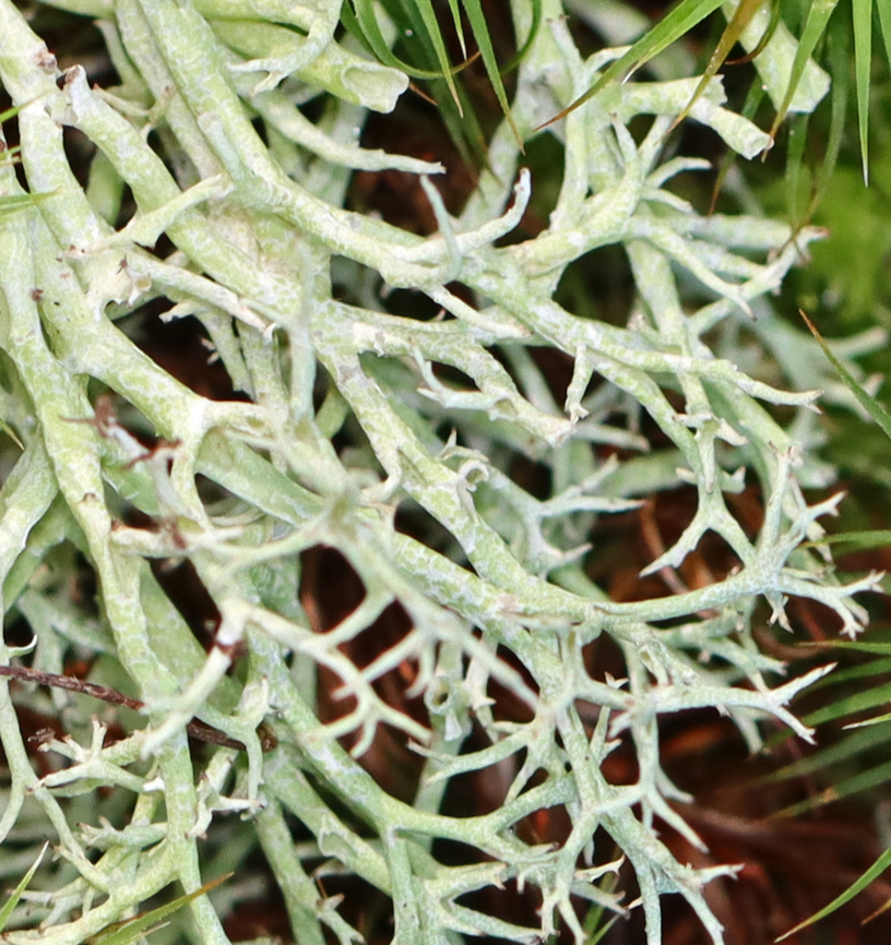 Many-forked Cladonia - Cladonia furcata Habitat: Growing in a mossy, mixed forest along the edge of a pond.<br />
<figure class="photo"><a href="https://www.jungledragon.com/image/137615/many-forked_cladonia_-_cladonia_furcata.html" title="Many-forked Cladonia - Cladonia furcata"><img src="https://s3.amazonaws.com/media.jungledragon.com/images/3232/137615_thumb.jpg?AWSAccessKeyId=05GMT0V3GWVNE7GGM1R2&Expires=1759968010&Signature=ok44h8LaFHjoFi%2BavHybdV1K%2Fz8%3D" width="200" height="158" alt="Many-forked Cladonia - Cladonia furcata Habitat: Growing in a mossy, mixed forest along the edge of a pond.<br />
https://www.jungledragon.com/image/137614/many-forked_cladonia_-_cladonia_furcata.html Cladonia furcata,Geotagged,Many-forked Cladonia,Summer,United States,cladonia,lichen" /></a></figure> Cladonia furcata,Geotagged,Many-forked Cladonia,Summer,United States