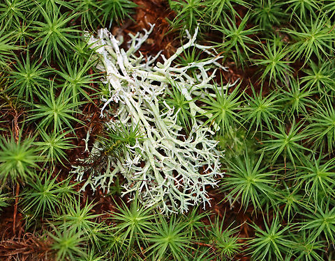 Many-forked Cladonia - Cladonia furcata Habitat: Growing in a mossy, mixed forest along the edge of a pond.
https://www.jungledragon.com/image/137614/many-forked_cladonia_-_cladonia_furcata.html Cladonia furcata,Geotagged,Many-forked Cladonia,Summer,United States,cladonia,lichen