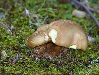 Mushrooms - Order Boletales It looks a lot like Baorangia bicolor, but it did not bruise at all when I cut into it. Plus, the stems were brown, not red and yellow.<br />
<br />
Habitat: Growing on the ground; mixed forest<br />
https://www.jungledragon.com/image/137616/mushrooms_-_order_boletales.html<br />
https://www.jungledragon.com/image/137618/mushrooms_-_order_boletales.html<br />
https://www.jungledragon.com/image/137617/mushrooms_-_order_boletales.html Fungus,Geotagged,Summer,United States,bolete,mushroom