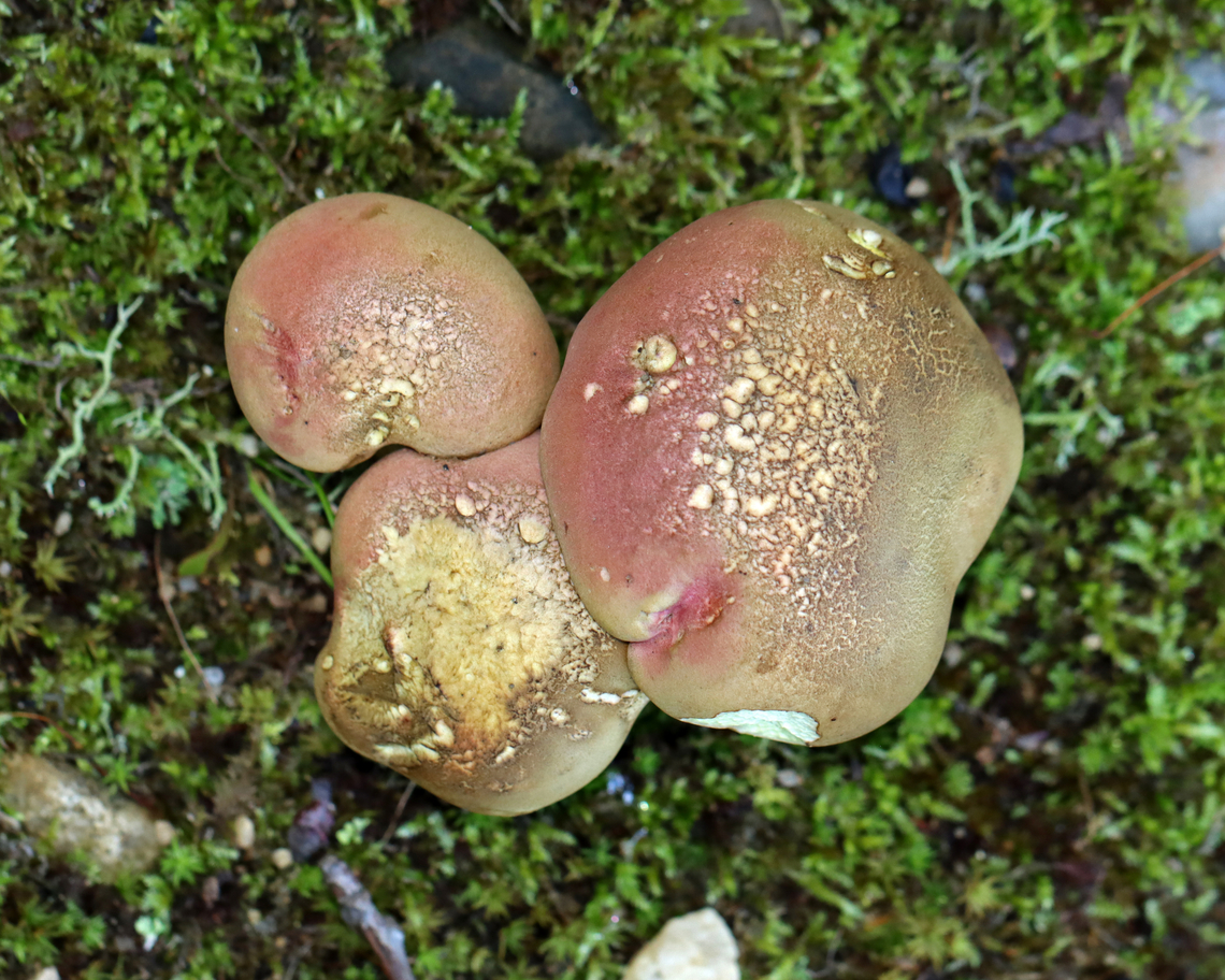 Mushrooms - Order Boletales It looks a lot like Baorangia bicolor, but it did not bruise at all when I cut into it. Plus, the stems were brown, not red and yellow.<br />
<br />
Habitat: Growing on the ground; mixed forest<br />
<figure class="photo"><a href="https://www.jungledragon.com/image/137616/mushrooms_-_order_boletales.html" title="Mushrooms - Order Boletales"><img src="https://s3.amazonaws.com/media.jungledragon.com/images/3232/137616_thumb.jpg?AWSAccessKeyId=05GMT0V3GWVNE7GGM1R2&Expires=1767225610&Signature=7Tl5rf%2Fz73llWP3UaxF8S%2Bz%2BKxw%3D" width="200" height="154" alt="Mushrooms - Order Boletales It looks a lot like Baorangia bicolor, but it did not bruise at all when I cut into it. Plus, the stems were brown, not red and yellow.<br />
<br />
Habitat: Growing on the ground; mixed forest<br />
https://www.jungledragon.com/image/137616/mushrooms_-_order_boletales.html<br />
https://www.jungledragon.com/image/137618/mushrooms_-_order_boletales.html<br />
https://www.jungledragon.com/image/137617/mushrooms_-_order_boletales.html Fungus,Geotagged,Summer,United States,bolete,mushroom" /></a></figure><br />
<figure class="photo"><a href="https://www.jungledragon.com/image/137618/mushrooms_-_order_boletales.html" title="Mushrooms - Order Boletales"><img src="https://s3.amazonaws.com/media.jungledragon.com/images/3232/137618_thumb.jpg?AWSAccessKeyId=05GMT0V3GWVNE7GGM1R2&Expires=1767225610&Signature=4kvV%2BnHTvw0he%2F9lZCSqRU2PTa8%3D" width="200" height="130" alt="Mushrooms - Order Boletales It looks a lot like Baorangia bicolor, but it did not bruise at all when I cut into it. Plus, the stems were brown, not red and yellow.<br />
<br />
Habitat: Growing on the ground; mixed forest<br />
https://www.jungledragon.com/image/137616/mushrooms_-_order_boletales.html<br />
https://www.jungledragon.com/image/137618/mushrooms_-_order_boletales.html<br />
https://www.jungledragon.com/image/137617/mushrooms_-_order_boletales.html Geotagged,Summer,United States" /></a></figure><br />
<figure class="photo"><a href="https://www.jungledragon.com/image/137617/mushrooms_-_order_boletales.html" title="Mushrooms - Order Boletales"><img src="https://s3.amazonaws.com/media.jungledragon.com/images/3232/137617_thumb.jpg?AWSAccessKeyId=05GMT0V3GWVNE7GGM1R2&Expires=1767225610&Signature=Yzb58DgPuHft1Pg9JoIY7X4AB4I%3D" width="200" height="162" alt="Mushrooms - Order Boletales It looks a lot like Baorangia bicolor, but it did not bruise at all when I cut into it. Plus, the stems were brown, not red and yellow.<br />
<br />
Habitat: Growing on the ground; mixed forest<br />
https://www.jungledragon.com/image/137616/mushrooms_-_order_boletales.html<br />
https://www.jungledragon.com/image/137618/mushrooms_-_order_boletales.html<br />
https://www.jungledragon.com/image/137617/mushrooms_-_order_boletales.html Geotagged,Summer,United States" /></a></figure> Geotagged,Summer,United States