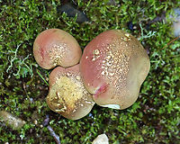 Mushrooms - Order Boletales It looks a lot like Baorangia bicolor, but it did not bruise at all when I cut into it. Plus, the stems were brown, not red and yellow.<br />
<br />
Habitat: Growing on the ground; mixed forest<br />
https://www.jungledragon.com/image/137616/mushrooms_-_order_boletales.html<br />
https://www.jungledragon.com/image/137618/mushrooms_-_order_boletales.html<br />
https://www.jungledragon.com/image/137617/mushrooms_-_order_boletales.html Geotagged,Summer,United States