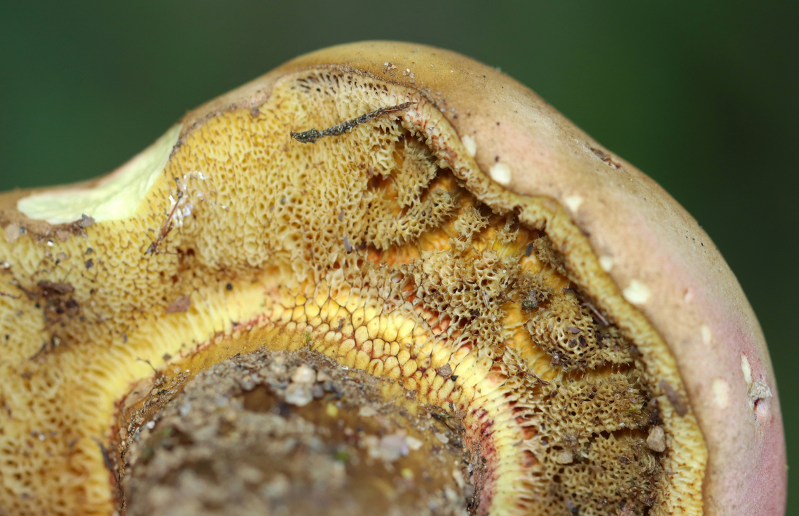 Mushrooms - Order Boletales It looks a lot like Baorangia bicolor, but it did not bruise at all when I cut into it. Plus, the stems were brown, not red and yellow.<br />
<br />
Habitat: Growing on the ground; mixed forest<br />
<figure class="photo"><a href="https://www.jungledragon.com/image/137616/mushrooms_-_order_boletales.html" title="Mushrooms - Order Boletales"><img src="https://s3.amazonaws.com/media.jungledragon.com/images/3232/137616_thumb.jpg?AWSAccessKeyId=05GMT0V3GWVNE7GGM1R2&Expires=1767225610&Signature=7Tl5rf%2Fz73llWP3UaxF8S%2Bz%2BKxw%3D" width="200" height="154" alt="Mushrooms - Order Boletales It looks a lot like Baorangia bicolor, but it did not bruise at all when I cut into it. Plus, the stems were brown, not red and yellow.<br />
<br />
Habitat: Growing on the ground; mixed forest<br />
https://www.jungledragon.com/image/137616/mushrooms_-_order_boletales.html<br />
https://www.jungledragon.com/image/137618/mushrooms_-_order_boletales.html<br />
https://www.jungledragon.com/image/137617/mushrooms_-_order_boletales.html Fungus,Geotagged,Summer,United States,bolete,mushroom" /></a></figure><br />
<figure class="photo"><a href="https://www.jungledragon.com/image/137618/mushrooms_-_order_boletales.html" title="Mushrooms - Order Boletales"><img src="https://s3.amazonaws.com/media.jungledragon.com/images/3232/137618_thumb.jpg?AWSAccessKeyId=05GMT0V3GWVNE7GGM1R2&Expires=1767225610&Signature=4kvV%2BnHTvw0he%2F9lZCSqRU2PTa8%3D" width="200" height="130" alt="Mushrooms - Order Boletales It looks a lot like Baorangia bicolor, but it did not bruise at all when I cut into it. Plus, the stems were brown, not red and yellow.<br />
<br />
Habitat: Growing on the ground; mixed forest<br />
https://www.jungledragon.com/image/137616/mushrooms_-_order_boletales.html<br />
https://www.jungledragon.com/image/137618/mushrooms_-_order_boletales.html<br />
https://www.jungledragon.com/image/137617/mushrooms_-_order_boletales.html Geotagged,Summer,United States" /></a></figure><br />
<figure class="photo"><a href="https://www.jungledragon.com/image/137617/mushrooms_-_order_boletales.html" title="Mushrooms - Order Boletales"><img src="https://s3.amazonaws.com/media.jungledragon.com/images/3232/137617_thumb.jpg?AWSAccessKeyId=05GMT0V3GWVNE7GGM1R2&Expires=1767225610&Signature=Yzb58DgPuHft1Pg9JoIY7X4AB4I%3D" width="200" height="162" alt="Mushrooms - Order Boletales It looks a lot like Baorangia bicolor, but it did not bruise at all when I cut into it. Plus, the stems were brown, not red and yellow.<br />
<br />
Habitat: Growing on the ground; mixed forest<br />
https://www.jungledragon.com/image/137616/mushrooms_-_order_boletales.html<br />
https://www.jungledragon.com/image/137618/mushrooms_-_order_boletales.html<br />
https://www.jungledragon.com/image/137617/mushrooms_-_order_boletales.html Geotagged,Summer,United States" /></a></figure> Geotagged,Summer,United States