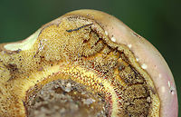Mushrooms - Order Boletales It looks a lot like Baorangia bicolor, but it did not bruise at all when I cut into it. Plus, the stems were brown, not red and yellow.<br />
<br />
Habitat: Growing on the ground; mixed forest<br />
https://www.jungledragon.com/image/137616/mushrooms_-_order_boletales.html<br />
https://www.jungledragon.com/image/137618/mushrooms_-_order_boletales.html<br />
https://www.jungledragon.com/image/137617/mushrooms_-_order_boletales.html Geotagged,Summer,United States