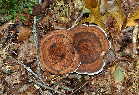 Zoned Hydnellum - Hydnellum concrescens Or could it be Hydnellum scrobiculatum?

Growing on the ground; mostly deciduous forest.
https://www.jungledragon.com/image/137621/zoned_hydnellum_-_hydnellum_concrescens.html Geotagged,Hydnellum concrescens,Summer,United States,Zoned Hydnellum,fungus,hydnellum,mushroom