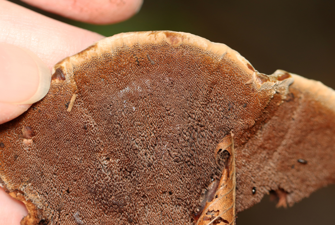 Zoned Hydnellum - Hydnellum concrescens Or could it be Hydnellum scrobiculatum?<br />
<br />
Growing on the ground; mostly deciduous forest.<br />
<br />
<figure class="photo"><a href="https://www.jungledragon.com/image/137620/zoned_hydnellum_-_hydnellum_concrescens.html" title="Zoned Hydnellum - Hydnellum concrescens"><img src="https://s3.amazonaws.com/media.jungledragon.com/images/3232/137620_thumb.jpg?AWSAccessKeyId=05GMT0V3GWVNE7GGM1R2&Expires=1759968010&Signature=4ZfdAIYzzpSEkOsxOrIfwZJs7Qo%3D" width="200" height="138" alt="Zoned Hydnellum - Hydnellum concrescens Or could it be Hydnellum scrobiculatum?<br />
<br />
Growing on the ground; mostly deciduous forest.<br />
https://www.jungledragon.com/image/137621/zoned_hydnellum_-_hydnellum_concrescens.html Geotagged,Hydnellum concrescens,Summer,United States,Zoned Hydnellum,fungus,hydnellum,mushroom" /></a></figure> Geotagged,Hydnellum concrescens,Summer,United States,Zoned Hydnellum