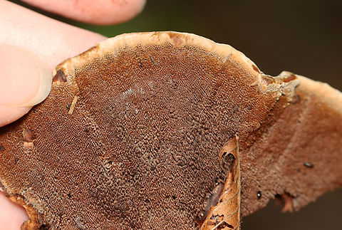 Zoned Hydnellum - Hydnellum concrescens Or could it be Hydnellum scrobiculatum?

Growing on the ground; mostly deciduous forest.

https://www.jungledragon.com/image/137620/zoned_hydnellum_-_hydnellum_concrescens.html Geotagged,Hydnellum concrescens,Summer,United States,Zoned Hydnellum