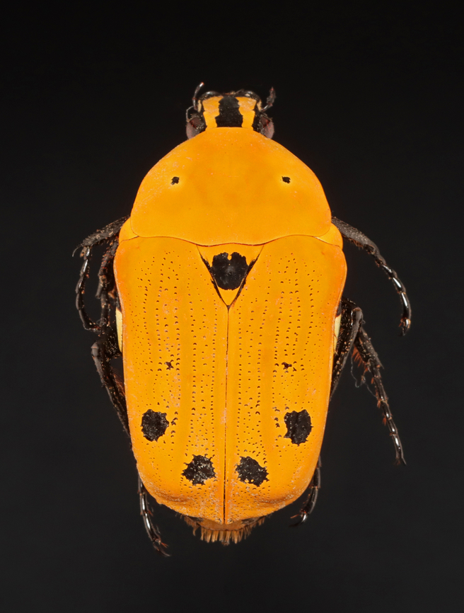 Scarab Beetle - Euchroea auripimenta *Pinned specimen; native to Madagascar Euchroea,Euchroea auripimenta,Geotagged,Scarabaeidae,Summer,United States,beetle,scarab beetle