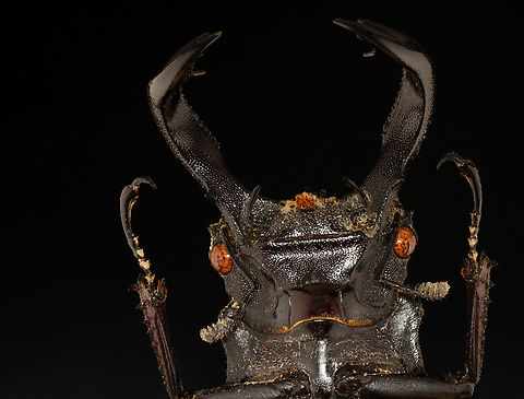 Fighting Giant Stag Beetle - Hexarthrius parryi TL: ~85 mm

*Pinned specimen; native to Southeast Asia
https://www.jungledragon.com/image/137640/fighting_giant_stag_beetle_-_hexarthrius_parryi.html Fighting Giant Stag Beetle,Geotagged,Hexarthrius parryi,Summer,United States