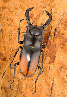 Fighting Giant Stag Beetle - Hexarthrius parryi TL: ~85 mm

*Pinned specimen; native to Southeast Asia
https://www.jungledragon.com/image/137638/fighting_giant_stag_beetle_-_hexarthrius_parryi.html Deerhorn Stag Beetle,Fighting Giant Stag Beetle,Geotagged,Hexarthrius,Hexarthrius parryi,Summer,United States,beetle,lucanidae,stag beetle