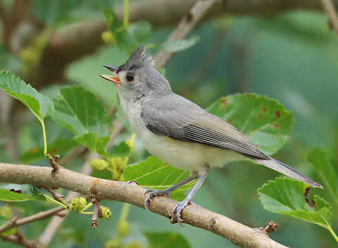 Tufted Titmouse - Baeolophus bicolor One of many birds frequenting this tree lately.

Habitat: Mulberry tree; rural yard Baeolophus,Baeolophus bicolor,Geotagged,Summer,Tufted Titmouse,United States,bird,titmouse