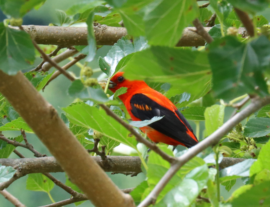 Scarlet Tanager (Male) - Piranga olivacea I think?  I am wondering about my ID because of those red marks on the black part of the wing. I&#039;ve never noticed that feature in a scarlet tanager before.<br />
<br />
Habitat: Mulberry tree; rural yard Geotagged,Piranga,Piranga olivacea,Scarlet tanager,Summer,United States,bird,mulberry,tanager