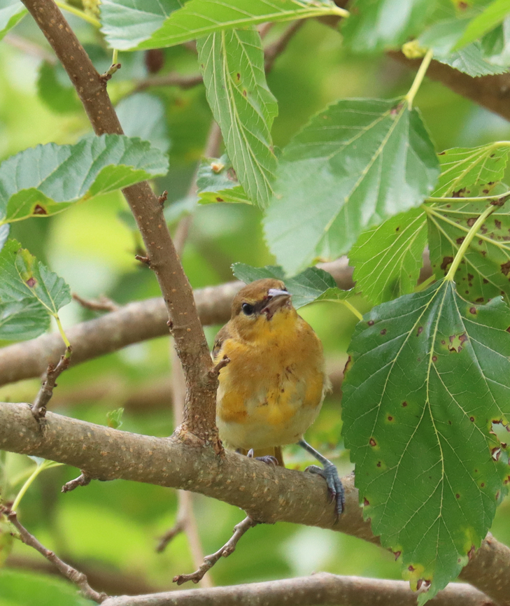 Baltimore Oriole (Female) - Icterus galbula Habitat: Mulberry tree; rural yard<br />
<figure class="photo"><a href="https://www.jungledragon.com/image/137646/baltimore_oriole_female_-_icterus_galbula.html" title="Baltimore Oriole (Female) - Icterus galbula"><img src="https://s3.amazonaws.com/media.jungledragon.com/images/3232/137646_thumb.jpg?AWSAccessKeyId=05GMT0V3GWVNE7GGM1R2&Expires=1769040010&Signature=qigURpf%2Fii6TjzRhPrk85vk7R%2FI%3D" width="200" height="148" alt="Baltimore Oriole (Female) - Icterus galbula Habitat: Mulberry tree; rural yard<br />
https://www.jungledragon.com/image/137643/mystery_female.html Baltimore oriole,Geotagged,Icterus galbula,Summer,United States" /></a></figure> Baltimore oriole,Geotagged,Icterus galbula,Summer,United States,bird