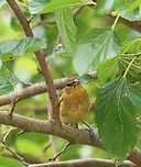 Baltimore Oriole (Female) - Icterus galbula Habitat: Mulberry tree; rural yard<br />
https://www.jungledragon.com/image/137646/mystery_female.html Baltimore oriole,Geotagged,Icterus galbula,Summer,United States,bird