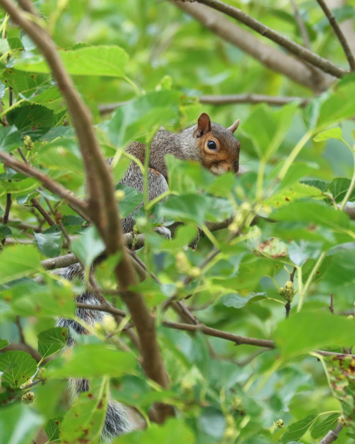 Eastern gray squirrel - Sciurus carolinensis This squirrel has a pale orange band on its tail. We have another squirrel in our yard (a sibling, perhaps) whose entire tail is pale orange.<br />
<br />
Habitat: Mulberry tree; rural yard<br />
<figure class="photo"><a href="https://www.jungledragon.com/image/137645/eastern_gray_squirrel_-_sciurus_carolinensis.html" title="Eastern gray squirrel - Sciurus carolinensis"><img src="https://s3.amazonaws.com/media.jungledragon.com/images/3232/137645_thumb.jpg?AWSAccessKeyId=05GMT0V3GWVNE7GGM1R2&Expires=1759968010&Signature=kZmAlSO7gZs3dSQjZv9KZNYeeVA%3D" width="112" height="152" alt="Eastern gray squirrel - Sciurus carolinensis This squirrel has a pale orange band on its tail. We have another squirrel in our yard (a sibling, perhaps) whose entire tail is pale orange.<br />
<br />
Habitat: Mulberry tree; rural yard<br />
https://www.jungledragon.com/image/137644/eastern_gray_squirrel_-_sciurus_carolinensis.html Eastern gray squirrel,Geotagged,Sciurus carolinensis,Summer,United States" /></a></figure> Eastern gray squirrel,Geotagged,Sciuridae,Sciurus carolinensis,Summer,United States,squirrel