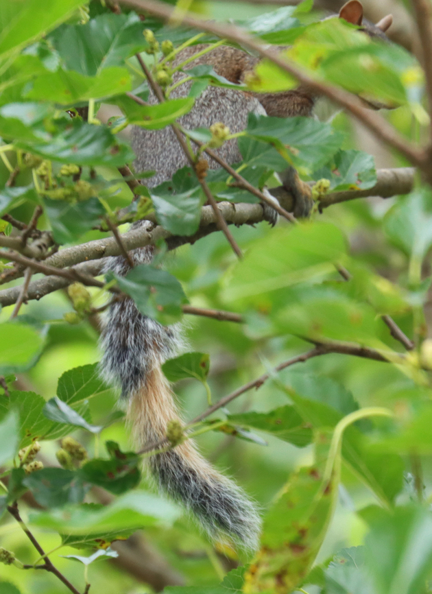 Eastern gray squirrel - Sciurus carolinensis This squirrel has a pale orange band on its tail. We have another squirrel in our yard (a sibling, perhaps) whose entire tail is pale orange.<br />
<br />
Habitat: Mulberry tree; rural yard<br />
<figure class="photo"><a href="https://www.jungledragon.com/image/137644/eastern_gray_squirrel_-_sciurus_carolinensis.html" title="Eastern gray squirrel - Sciurus carolinensis"><img src="https://s3.amazonaws.com/media.jungledragon.com/images/3232/137644_thumb.jpg?AWSAccessKeyId=05GMT0V3GWVNE7GGM1R2&Expires=1759968010&Signature=YfOIaxsCr7UlSxr%2Ft0I0%2B3TZqqE%3D" width="122" height="152" alt="Eastern gray squirrel - Sciurus carolinensis This squirrel has a pale orange band on its tail. We have another squirrel in our yard (a sibling, perhaps) whose entire tail is pale orange.<br />
<br />
Habitat: Mulberry tree; rural yard<br />
https://www.jungledragon.com/image/137645/eastern_gray_squirrel_-_sciurus_carolinensis.html Eastern gray squirrel,Geotagged,Sciuridae,Sciurus carolinensis,Summer,United States,squirrel" /></a></figure> Eastern gray squirrel,Geotagged,Sciurus carolinensis,Summer,United States