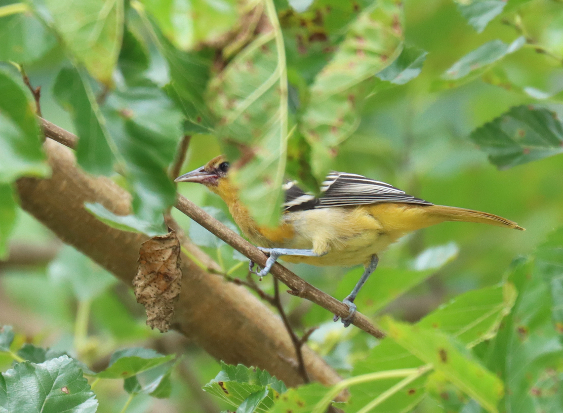 Baltimore Oriole (Female) - Icterus galbula Habitat: Mulberry tree; rural yard<br />
<figure class="photo"><a href="https://www.jungledragon.com/image/137643/baltimore_oriole_female_-_icterus_galbula.html" title="Baltimore Oriole (Female) - Icterus galbula"><img src="https://s3.amazonaws.com/media.jungledragon.com/images/3232/137643_thumb.jpg?AWSAccessKeyId=05GMT0V3GWVNE7GGM1R2&Expires=1759968010&Signature=lfYe6Mpxc1%2FeweekAci7fZ82ecE%3D" width="128" height="152" alt="Baltimore Oriole (Female) - Icterus galbula Habitat: Mulberry tree; rural yard<br />
https://www.jungledragon.com/image/137646/mystery_female.html Baltimore oriole,Geotagged,Icterus galbula,Summer,United States,bird" /></a></figure> Baltimore oriole,Geotagged,Icterus galbula,Summer,United States