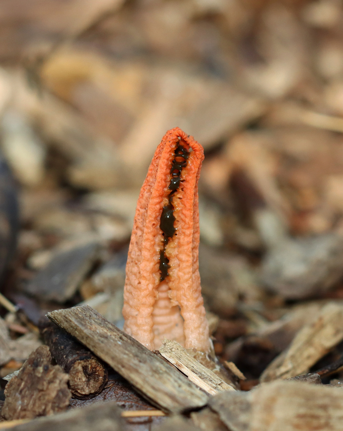 Stinky Squid Stinkhorn - Pseudocolus fusiformis Fruiting body with 3 tapering arms that were fused at the tips. Volva was gray-white. The gleba covered the inner parts of the arms and was greenish black and slimy. The potent odor of the gleba attracts insects, which help to disperse the spores.<br />
<br />
Habitat: Mixed forest Geotagged,Pseudocolus fusiformis,Stinky squid,Summer,United States,fungus,mushroom,phallaceae,pseudocolus,stinkhorn