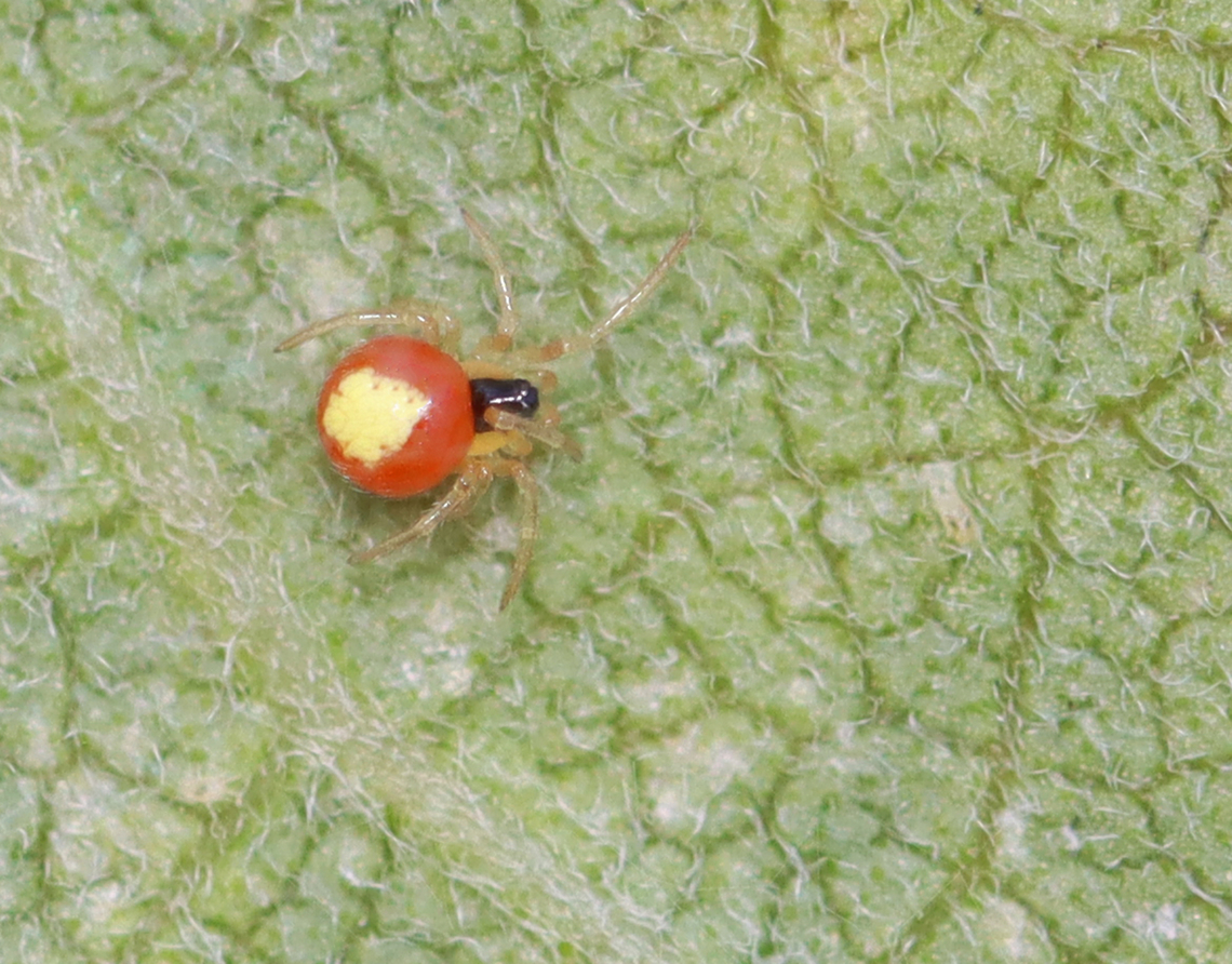 Emerton's Bitubercled Cobweaver - Theridula emertoni TL: ~1.5 mm or less. I think it&#039;s a juvenile.<br />
<br />
Habitat: Milkweed; meadow Emerton's Bitubercled Cobweaver,Geotagged,Summer,Theridula,Theridula emertoni,United States,spider