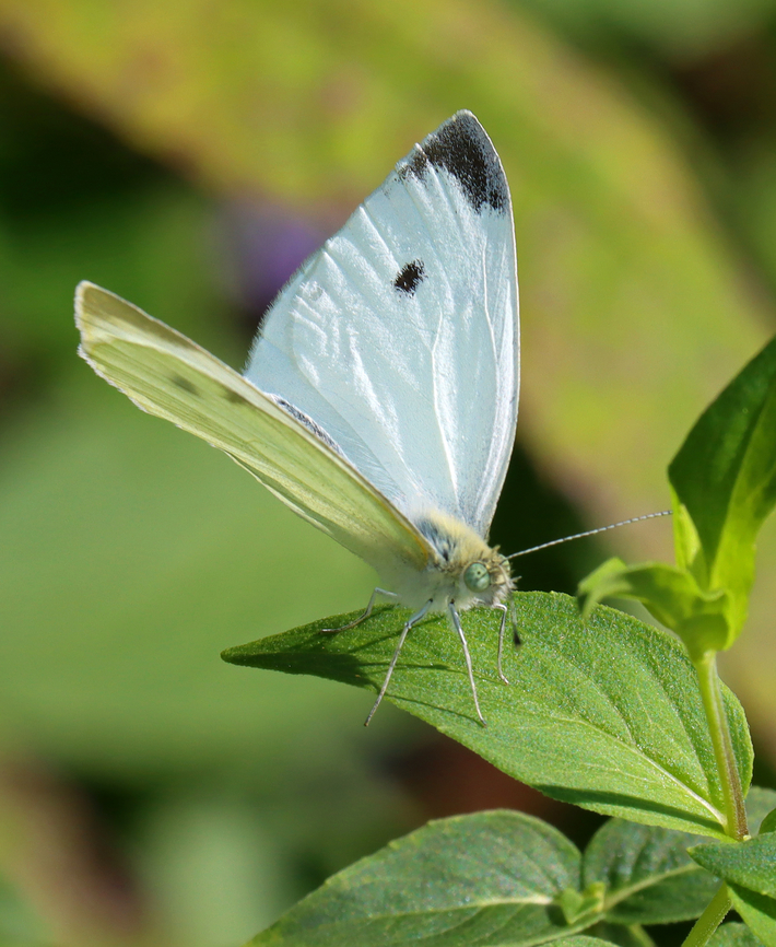 Small White - Pieris rapae Habitat: Meadow Geotagged,Pieridae,Pieris,Pieris rapae,Small White,Summer,United States,butterfly