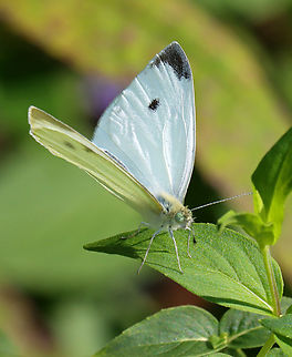 Small White - Pieris rapae Habitat: Meadow Geotagged,Pieridae,Pieris,Pieris rapae,Small White,Summer,United States,butterfly