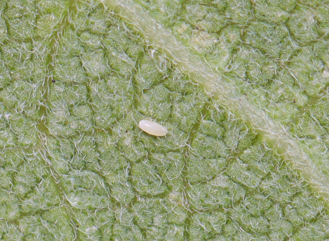 Unknown Insect Egg This egg was alone and pretty small. I think it&#039;s a hemipteran egg, but am not sure.<br />
<br />
Habitat: On milkweed; meadow Geotagged,Summer,United States,egg,insect egg,insecta