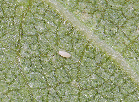 Unknown Insect Egg This egg was alone and pretty small. I think it's a hemipteran egg, but am not sure.

Habitat: On milkweed; meadow Geotagged,Summer,United States,egg,insect egg,insecta