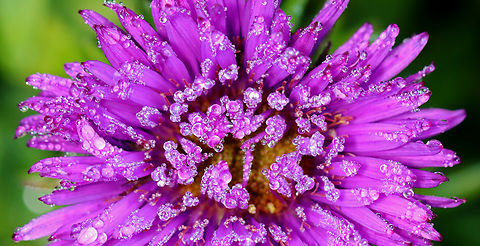 New England Aster - Symphyotrichum novae-angliae Habitat: Garden Geotagged,New England Aster,Summer,Symphyotrichum,Symphyotrichum novae-angliae,United States,aster